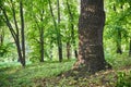 Big oak tree in Beautiful park scene in park with green grass Royalty Free Stock Photo