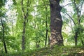 Big oak tree in Beautiful park scene in park with green grass Royalty Free Stock Photo