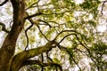 Big oak tree branches seen from below in cloudy day in charleston south carolina Royalty Free Stock Photo