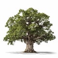 big oak tree on white background Royalty Free Stock Photo