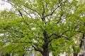 Big oak tree with green leaves in spring city park Royalty Free Stock Photo