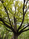 Big oak tree with green leaves in spring city park Royalty Free Stock Photo