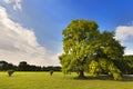 Big Oak Tree on a Green Meadow Royalty Free Stock Photo