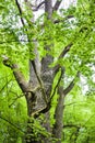 Big oak tree in green spring forest Royalty Free Stock Photo
