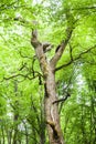 Big oak tree in green spring forest Royalty Free Stock Photo