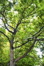 Big oak tree in summer forest Royalty Free Stock Photo