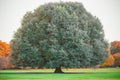 Big oak tree in Greenwich park, London, England Royalty Free Stock Photo