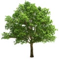 Big Oak Tree Isolated Royalty Free Stock Photo