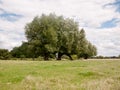 A big oak tree landscape outside along river with person walking Royalty Free Stock Photo