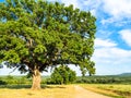 Big oak tree near dirty road at summer sunset Royalty Free Stock Photo