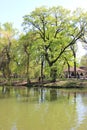 Big oak tree in the Park by the lake Royalty Free Stock Photo