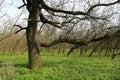 big oak tree in spring forest Royalty Free Stock Photo
