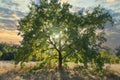 Big oak tree at the sunset Royalty Free Stock Photo