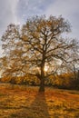 Big oak tree at sunset Royalty Free Stock Photo