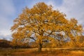 Big oak tree at sunset Royalty Free Stock Photo