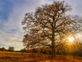 Big oak tree at sunset Royalty Free Stock Photo