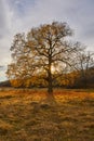 Big oak tree at sunset Royalty Free Stock Photo