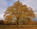 Big oak tree at sunset Royalty Free Stock Photo