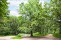 big oak tree in park on sunny summer day Royalty Free Stock Photo