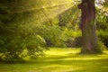 Big oak tree trunk in the park with sunlight and sunbeam Royalty Free Stock Photo