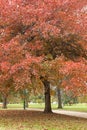 Big Oak trees in the park at Royal Botanic Gardens Royalty Free Stock Photo