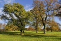 Big oak trees with strong contrast shadows