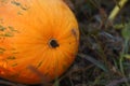 Big oange pumkin at the fields Royalty Free Stock Photo