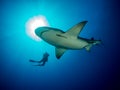 Oceanic shark swim close around scuba diver on blue ocean background