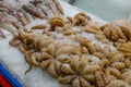 Big Octopus freezing on ice in the fish market. Royalty Free Stock Photo