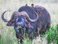 A big old  african or cape buffalo is eating grass on a open grass plain. Africa`s big 5 five animals.  Kenya, Africa. Royalty Free Stock Photo