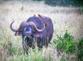 A big old african or cape buffalo is eating grass on a open grass plain. Africa`s big 5 five animals Tsavo National park. Royalty Free Stock Photo