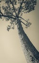 Big old african pine. Treetop stem. Pines, firs, evergreen trees Royalty Free Stock Photo