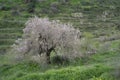 A Big Old Almond Tree in a Valley among the Judea Mountains, Israel Royalty Free Stock Photo