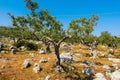 Big and old ancient olive tree in the olive garden in Mediterran Royalty Free Stock Photo