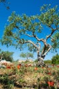 Big and old ancient olive tree in the olive garden in Mediterran Royalty Free Stock Photo