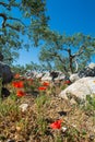 Big and old ancient olive tree in the olive garden in Mediterran Royalty Free Stock Photo