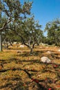 Big and old ancient olive tree in the olive garden in Mediterran Royalty Free Stock Photo