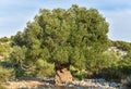 Big and old ancient olive tree in the olive garden Royalty Free Stock Photo
