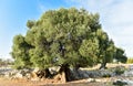 Big and old ancient olive tree in the olive garden Royalty Free Stock Photo