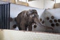 Big old Asian elephant. Royalty Free Stock Photo