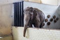 Big old Asian elephant. Royalty Free Stock Photo