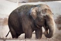 Big old Asian elephant at the zoo Royalty Free Stock Photo