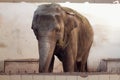 Big old Asian elephant at the zoo Royalty Free Stock Photo