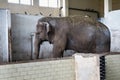 Big old Asian elephant. Royalty Free Stock Photo