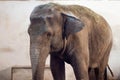 Big old Asian elephant at the zoo Royalty Free Stock Photo