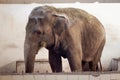 Big old Asian elephant at the cage Royalty Free Stock Photo