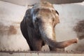 Big old Asian elephant at the cage Royalty Free Stock Photo