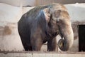 Big old Asian elephant at the zoo Royalty Free Stock Photo