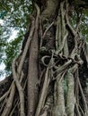 A big and old banyan tree with very shady leaves