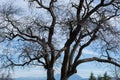 Close up of bare tree in silhouette and blue sky in background Royalty Free Stock Photo